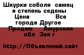 Шкурки соболя (самец) 1-я степень седены › Цена ­ 12 000 - Все города Другое » Продам   . Амурская обл.,Зея г.